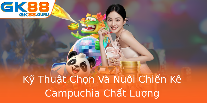 Kỹ Thuật Chọn Và Nuôi Chiến Kê Campuchia Chất Lượng