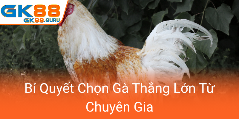 Bi Quyet Chon Ga Thang Lon Tu Chuyen Gia0